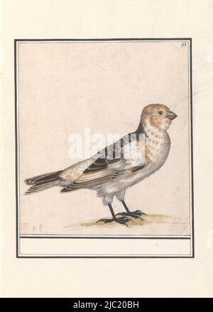 Snow bunting. Numbered top right: 13. Part of the second album with drawings of birds. Fourth of twelve albums with drawings of animals, birds and plants known around 1600, commissioned by emperor Rudolf II. With notes in Dutch, Latin and French, Snow bunting (Plectrophenax nivalis)., draughtsman: Anselmus Boëtius de Boodt, draughtsman: Elias Verhulst, draughtsman: Praag, draughtsman: Delft, 1596 - 1610, paper, brush, h 202 mm × w 177 mm Stock Photo