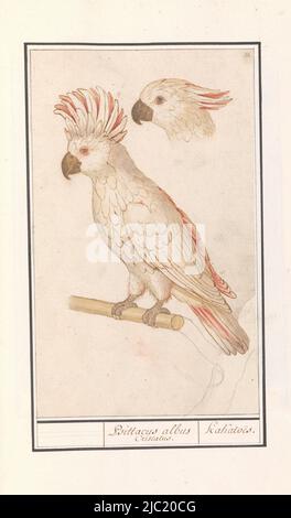 Moluccan cockatoo. Numbered top right: 15. Part of the second album with drawings of birds. Fourth of twelve albums with drawings of animals, birds and plants known around 1600, commissioned by emperor Rudolf II. With notes in Dutch, Latin and French, Salmon-crested cockatoo (Cacatua moluccensis)., draughtsman: Anselmus Boëtius de Boodt, draughtsman: Elias Verhulst, draughtsman: Praag, draughtsman: Delft, 1596 - 1610, paper, brush, pen, h 269 mm × w 161 mm Stock Photo
