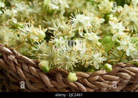 Close up of fresh linden or Tilia cordata flowers in a basket Stock Photo