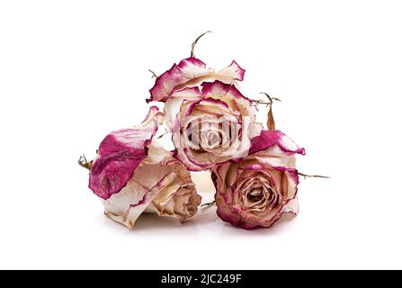 Dry roses isolated on white background Stock Photo
