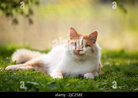 Laying on backyard grass red domestic cat Stock Photo
