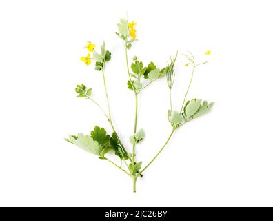 Celandine yellow flowers isolated on white background Stock Photo