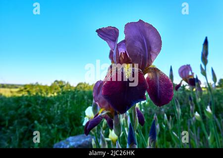 Blooming iris close-up. Blooming irises against the background of green grass and blue sky Stock Photo
