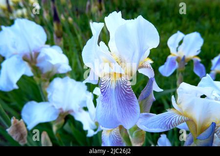 Blooming irises close up Stock Photo