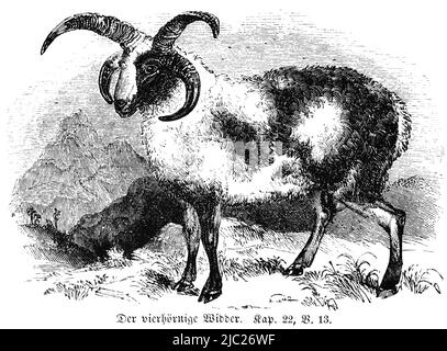 The four-horned ram, Bible, Old Testament, First Book of Moses, Genesis, Chapter 22, Verse 13, historical Illustration 1850 Stock Photo