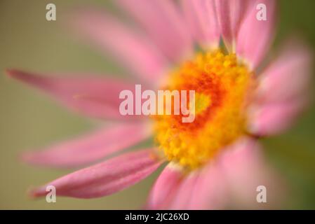 Close up image of Marguerite Daisy "Angelic Giant Pink" (Argyranthemum frutescens) pink flower with yellow and orange center on a green background Stock Photo
