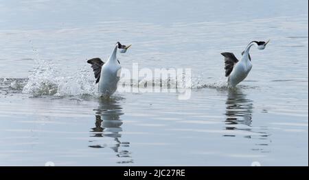 A pair of western grebes (Aechmophorus occidentalis) perform the Rushing Ceremony across water at Long Lake National Wildlife Refuge in North Dakota. Stock Photo