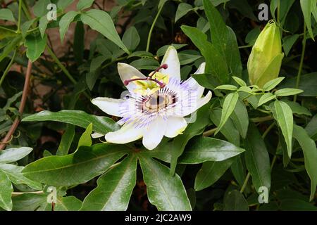 Passiflora in spring. Blooming Passiflora caerulea flowers grow in a botanical park. Stock Photo