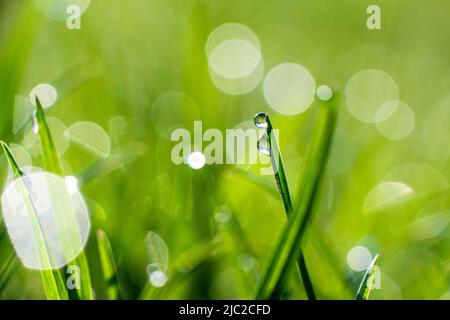 Close-up of green blades of grass with dew or rain drops, with sunbeams and bokeh, on a green blurred background. High quality photo Stock Photo