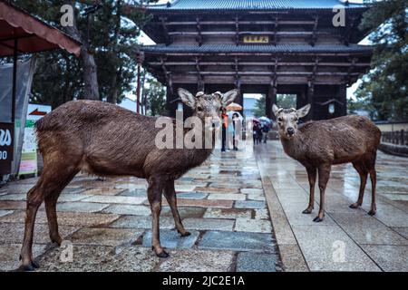 Wet Wild Deer in the Nara Park Stock Photo