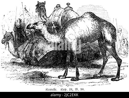Camels, Bible, Old Testament, First Book of Moses, Genesis, Chapter 24, Verse 10, historical Illustration 1850 Stock Photo