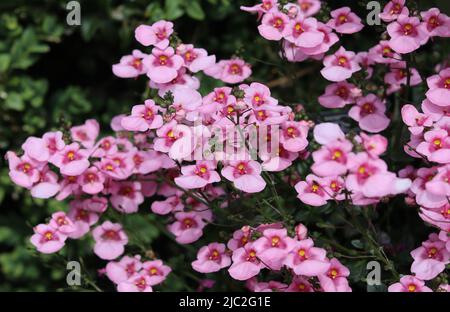 The beautiful pink flowers of the summer bedding plant Diascia 'Apple Blossom'. Also known as Twinspur it is a non-hardy perennial native to South Afr Stock Photo