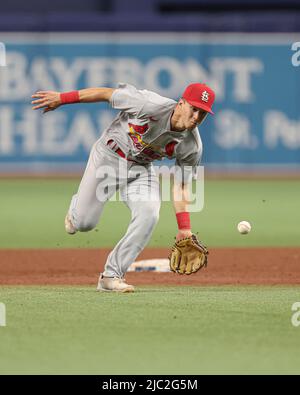 St. Petersburg, FL. USA;  St. Louis Cardinals second baseman Tommy Edman (19) charges a ball hit to the infield and turns and throws to first base dur Stock Photo