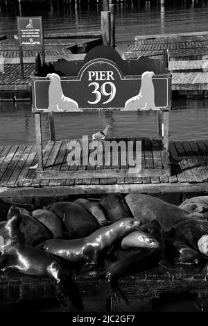 California sea lions rest on platforms reserved for the animals at Pier 39 in the Fisherman's Wharf area of San Francisco, California Stock Photo