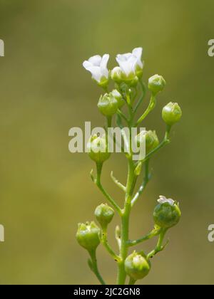 Brookweed (Samolus valerandi) flowering in a marshy dune slack, Kenfig NNR, Glamorgan, Wales, UK, July. Stock Photo