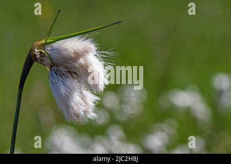 Common cottongrass (Eriophorum angustifolium) fruiting flowerhead in a very damp meadow, Kenfig NNR, Glamorgan, Wales, UK, May. Stock Photo