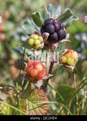 Dewberry (Rubus caesius) fruits ripening on coastal sand dunes, Kenfig NNR, Glamorgan, Wales, UK, July. Stock Photo
