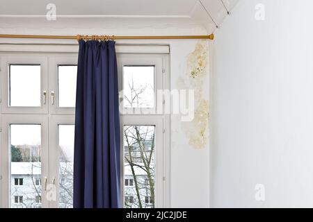 Orange and green mold or mildew growing behind the drapes on a damp patch of a white external wall in an old house. Stock Photo