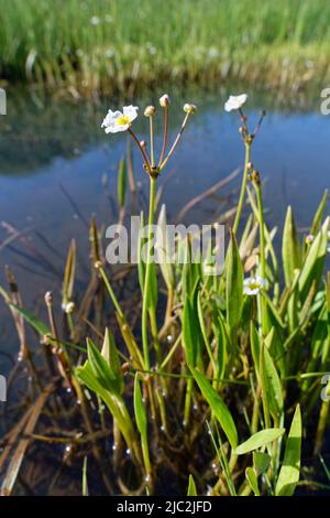 Lesser water-plantain (Baldellia ranunculoides) flowering in a flooded dune slack, Kenfig NNR, Glamorgan, Wales, UK, June. Stock Photo