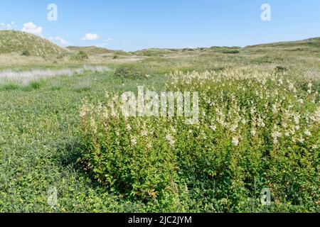 Dense stand of Meadowsweet (Filipendula ulmaria) flowering in a coastal dune slack, Kenfig NNR, Glamorgan, Wales, UK, July. Stock Photo