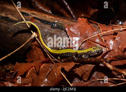 Western Long-toed Salamander (Ambystoma macrodactylum macrodactylum) from Thurston County, Washington, USA. Stock Photo