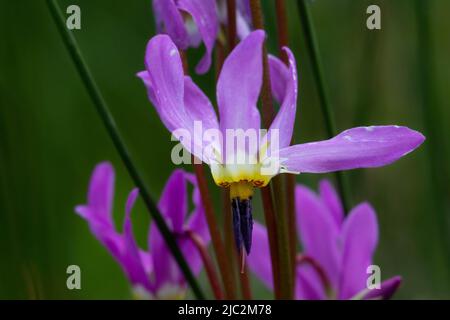 Shooting Star (Dodecatheon pulchellum) from Jefferson County, Colorado, USA. Stock Photo