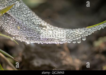 Collection of water drops on spider web. Stock Photo