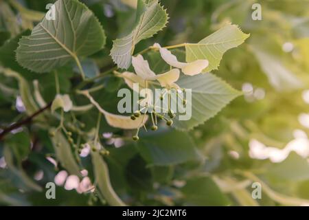 Close-up of linden buds on a warm summer June evening. Stock Photo