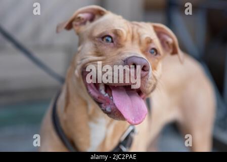Beautiful beige pit bull with tongue hanging out. High quality photo Stock Photo