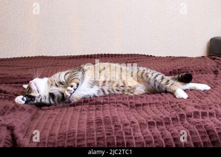 Gray striped cat sleeps stretched out on the couch close up Stock Photo