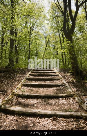 Timber bordered compacted soil steps leading to forest of deciduous trees in spring. Stock Photo