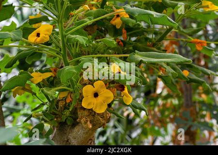 Mousetrap Tree Uncarina grandidieri flowering, Madagascar. Botanical garden Heidelberg, Baden Wuerttemberg, Germany Stock Photo