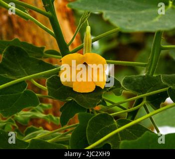 Mousetrap Tree Uncarina grandidieri flowering, Madagascar. Botanical garden Heidelberg, Baden Wuerttemberg, Germany Stock Photo