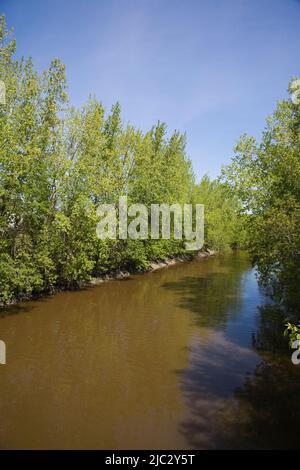 Muddy colored river bordered by deciduous trees in spring. Stock Photo