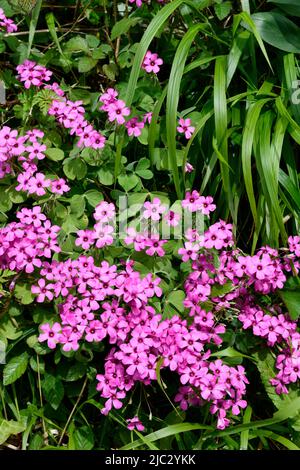 Pink Periwinkle Flower (Catharanthus roseus)  Port Issac Cornwall England uk Stock Photo