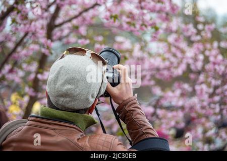Man taking pictures of cherry blossoms with DSLR camera at Helsingin kirsikkakukkajuhla in Roihuvuori district of Helsinki, Finland Stock Photo