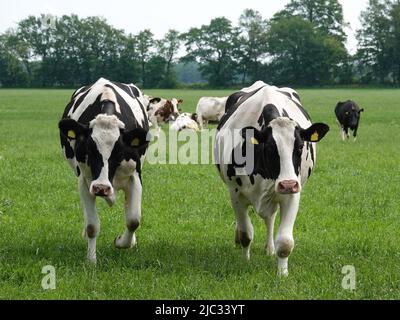 Holstein Friesian cattle in a German meadow. Two curious cows are approaching the photographer. Stock Photo
