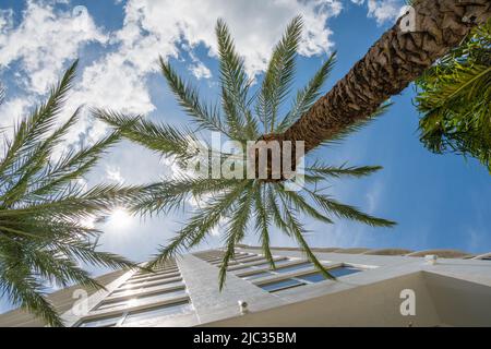 View looking up at modern condominium building through lush palm trees with bright blue sky. Stock Photo