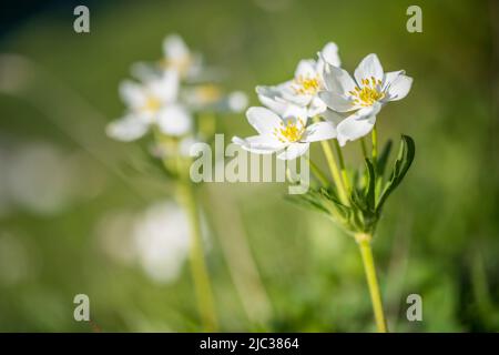 Anemonastrum narcissiflorum, the narcissus anemone or narcissus-flowered anemone, is a herbaceous perennial. Stock Photo