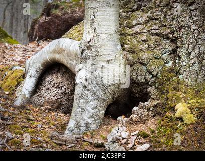 A fairy or gnome hole under the root of a Sweet Birch tree in winter or spring, Lancaster, Pennsylvania Stock Photo