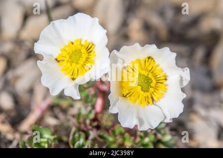 Ranunculus glacialis, the glacier buttercup or glacier crowfoot, is a plant of the family Ranunculaceae. Stock Photo