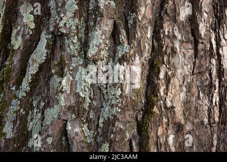 Colorful pine bark background with moss, close-up. Natural texture pine skin. Relief texture of tree trunk for publication, screensaver, wallpaper Stock Photo