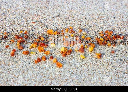 Amber in the sand. Amber on the seashore. Sun stone Stock Photo