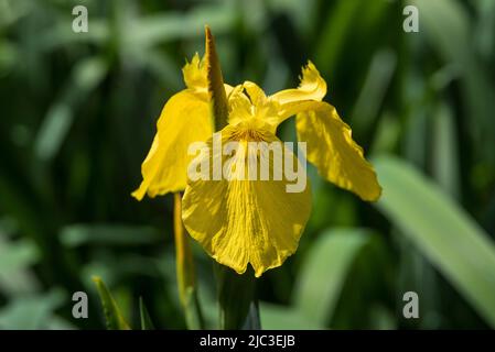 Flowers: Close up of bright Yellow Flag Iris - Iris pseudacorus, AKA Water Flag, found in wetlands, lakes and riverbanks. Iridaceae family. Stock Photo
