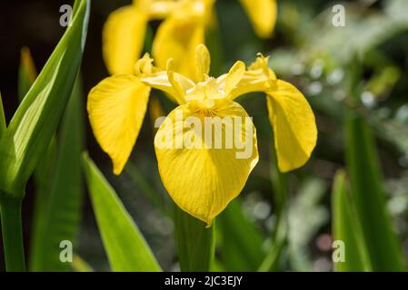 Flowers: Close up of bright Yellow Flag Iris - Iris pseudacorus, AKA Water Flag, found in wetlands, lakes and riverbanks. Iridaceae family. Stock Photo