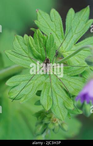 Vertical closeup on a common harvestman, Daddy longlegs, sitting camouflaged on a green leaf in the garden Stock Photo