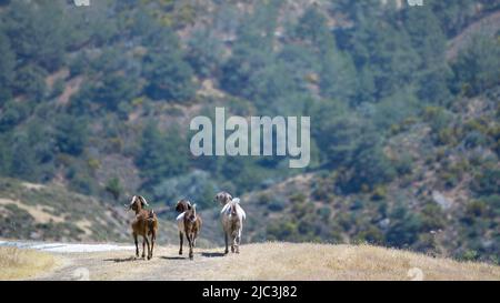 Free roaming livestock. Three domestic goats walk away from camera in mountainous area of Cyprus Stock Photo