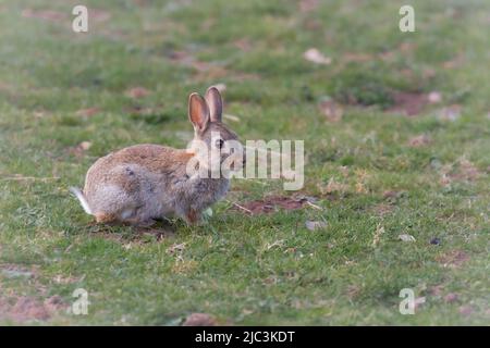 A young bunny rabbit (Oryctolagus cuniculus) sits in a field grazing near Porlock in West Somerset Stock Photo