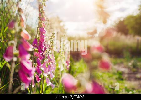 Close up of pink purple foxglove flowers blooming in summer garden at sunset. Digitalis in blossom. Floral background. Space Stock Photo
