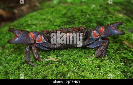 A beautiful freshwater crab species from eastern Himalaya facing the lens bravely. Stock Photo